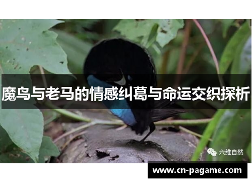 魔鸟与老马的情感纠葛与命运交织探析